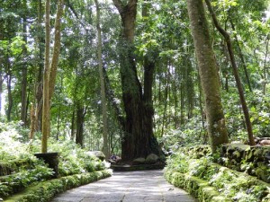 Ubud_Monkey_forest