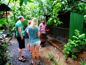 Luwak_coffee_bali