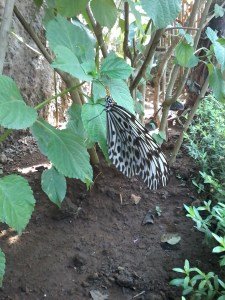 Butterfly park ubud
