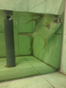 life_fresh_fish_jimbaran