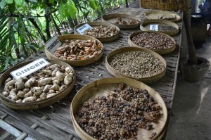 coffee_plantation_bali