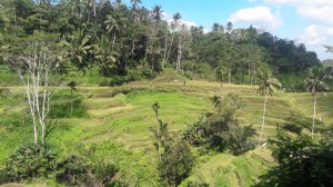 tegalalang_rice_terrace