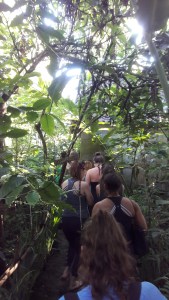 Bali_luwak_coffee_farm