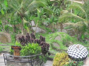 Ubud_rice_terrace