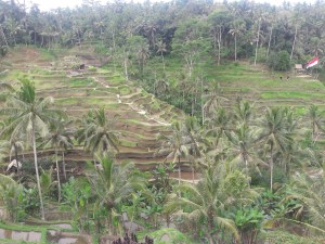Ubud_rice_terrace