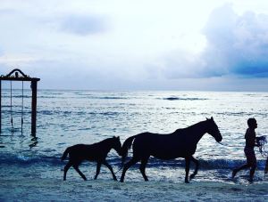 horse_gili_trawangan