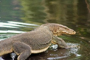 dragon_package_bali_safari