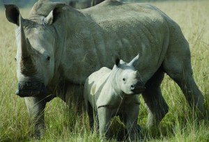 Rhino_package_bali_safari