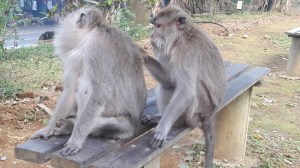 monkey_forest_ubud