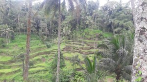 Tegalalang_rice_terrace_2017