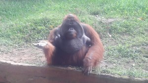 bali_zoo_orang_hutan