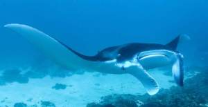 Lembongan_snorkeling