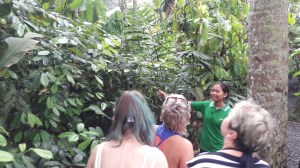 bali_coffee_plantation