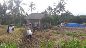 Bali_rice_field_tour