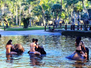 safari_adventure_mason_park