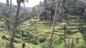 ubud_rice_terrace