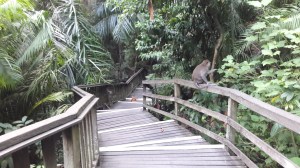 ubud_monkey_ubud