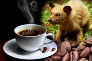 coffee_ Luwak_bali