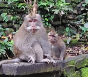 monkey_forest_ubud