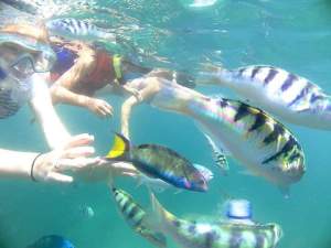 Lovina Snorkeling