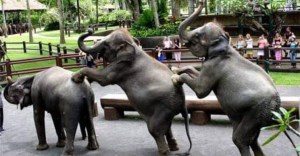 mason_elephant_safari