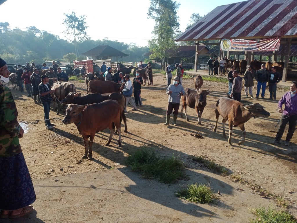 Kayuamba_Traditonal_Cow_Market