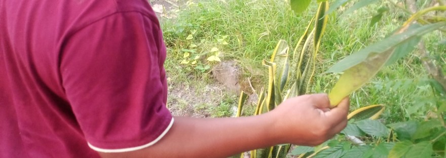 Bali_Traditional_Medicine