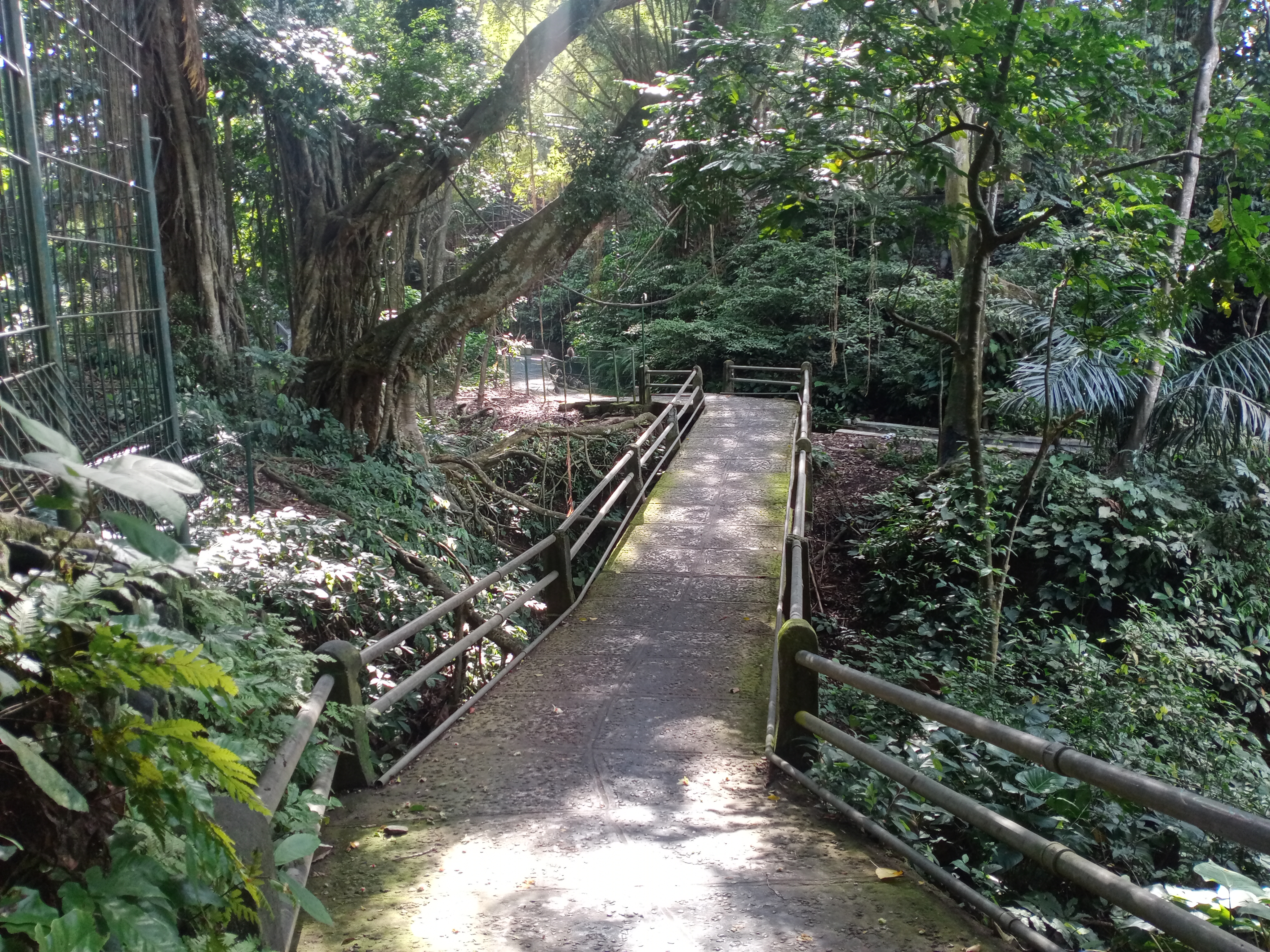 Ubud_Monkey_Forest