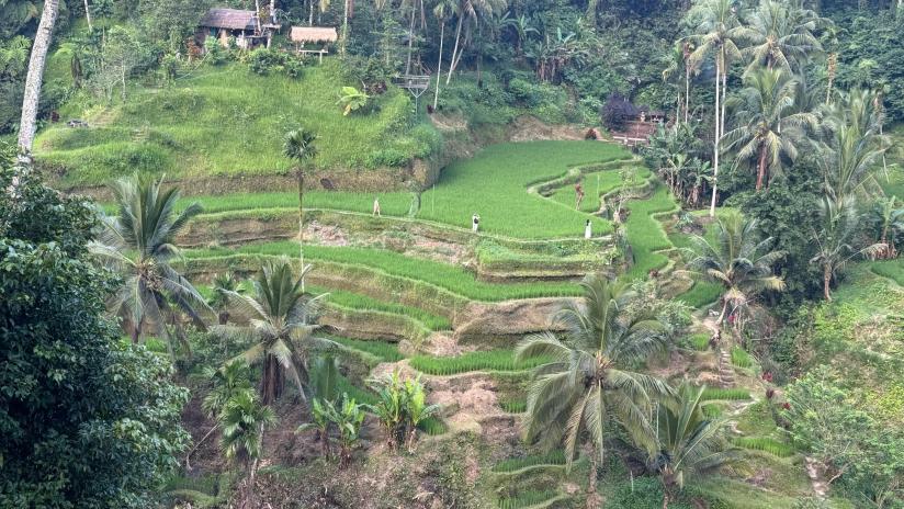 tegalalang_rice_terracr