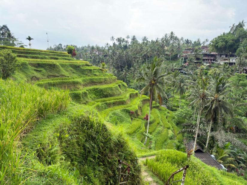Tegalalang Rice Terrace 