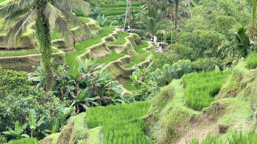 Tegalalang_rice_terrace 