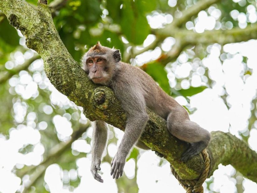Ubud_monkey_forest