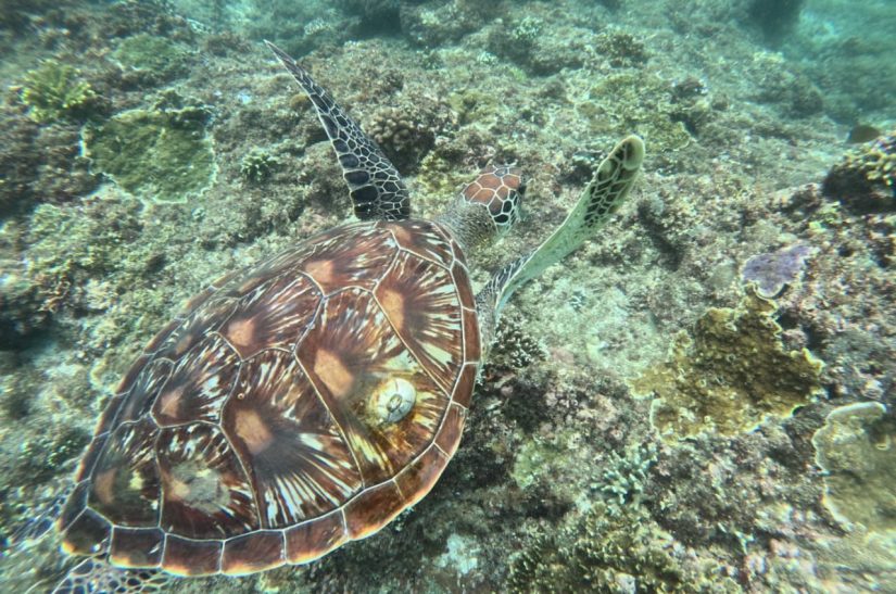 Turtle_Blue_Lagoon_Snorkeling 