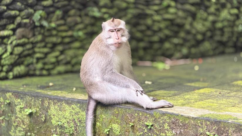 Ubud_Monkey_Forest