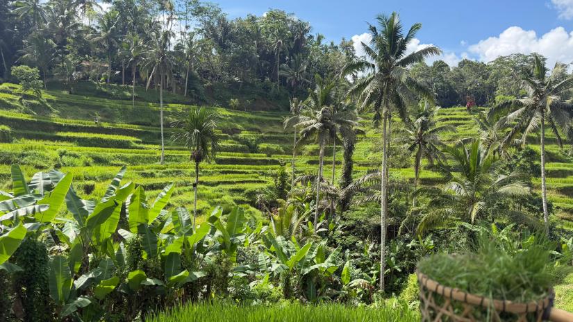 Tegalalang_rice_,Terrace